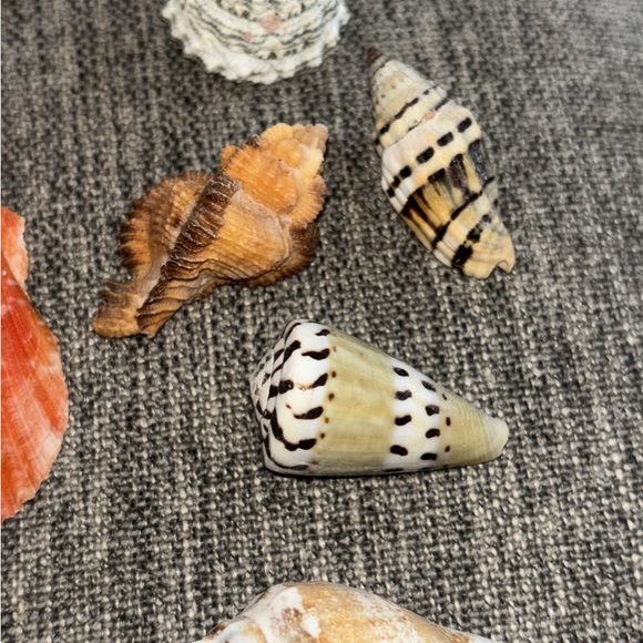 Assorted Seashell Collection - Natural Tones - Picture 4 of 4